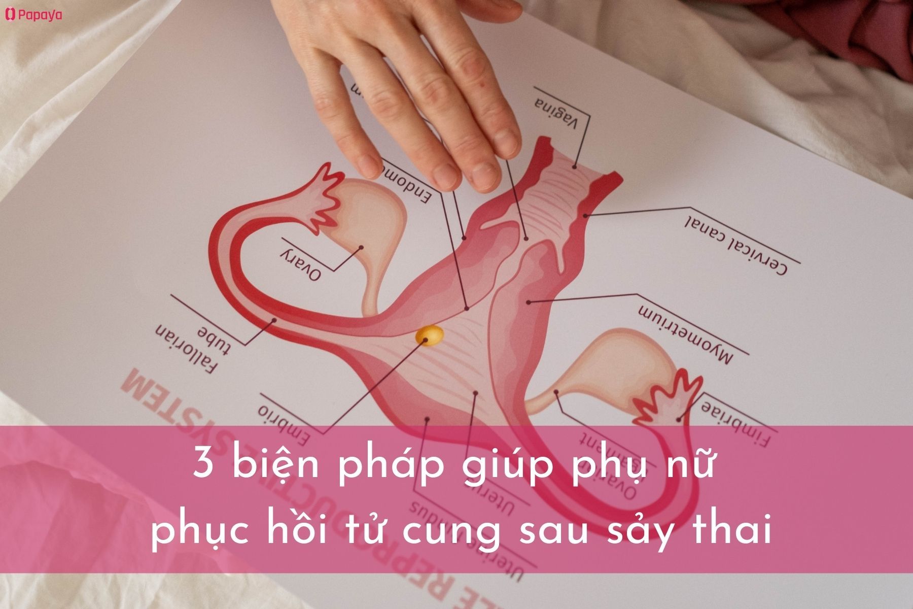 Cách hồi phục tử cung sau sảy thai (Nguồn: Canva)