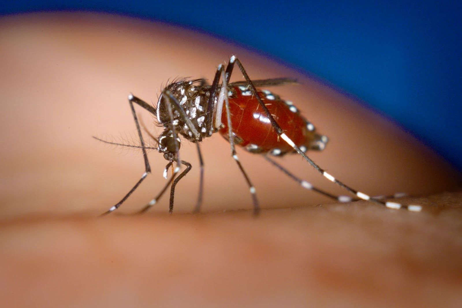 Muỗi vằn Aedes aegypti là trung gian lây lan bệnh (Nguồn: Canva)