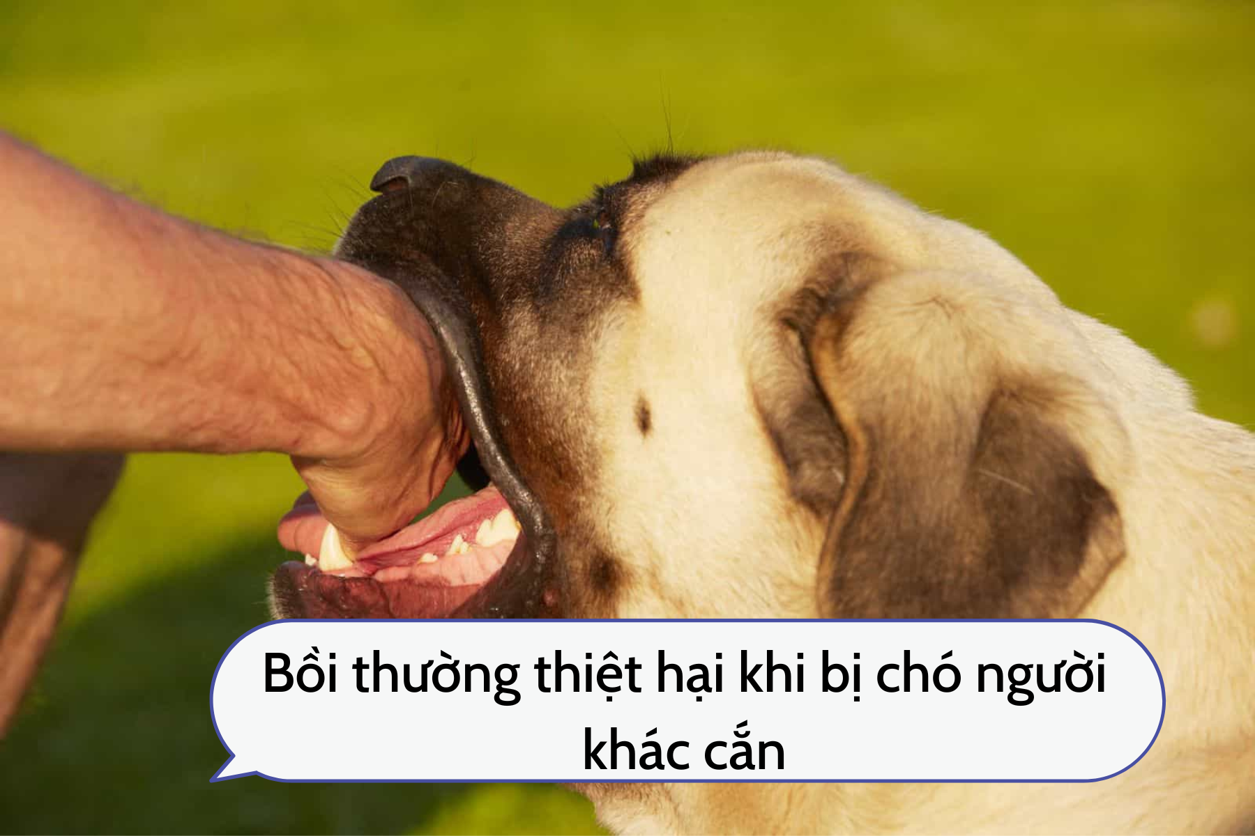 Quy định về bồi thường thiệt hại khi bị chó người khác cắn.